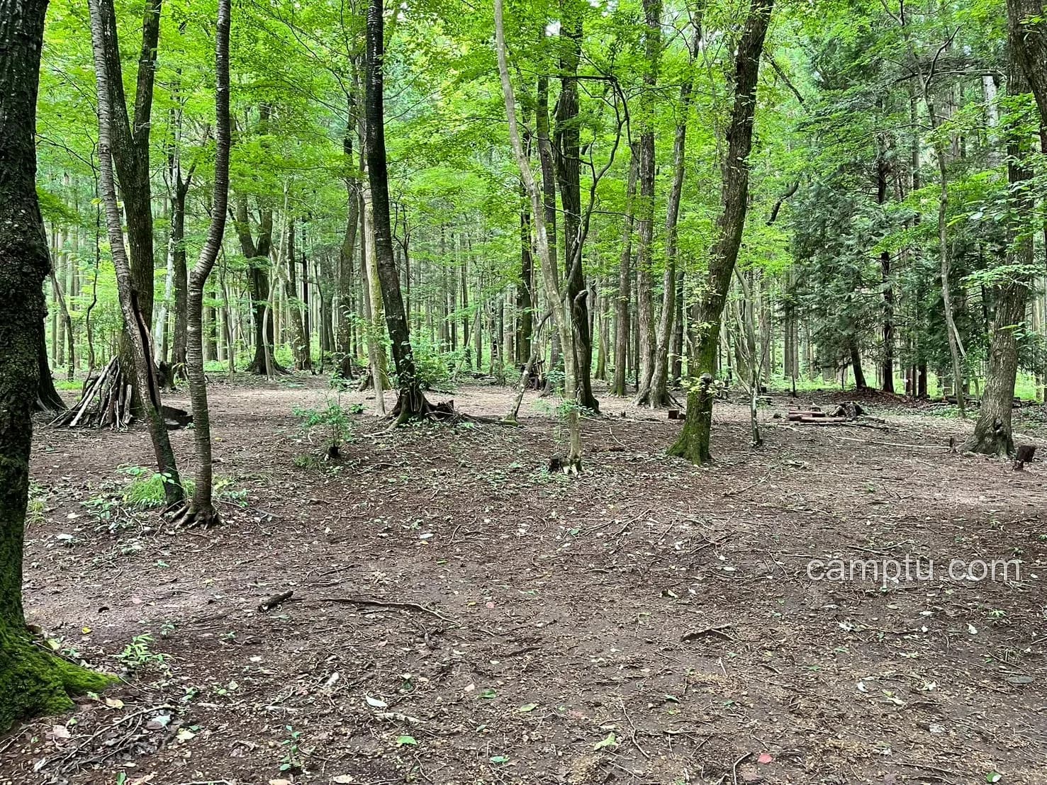BUSH CRAFT BASEの林間サイト。フリーサイトでは、キャンプ場が認めた範囲の中から自分で場所を選んで設営するタイプがあります。